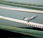 BB 05 0172 / Sterna hirundo / Makrellterne